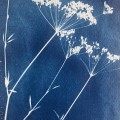 plants of my garden 1, cyanotypie, 2026, 18x13cm